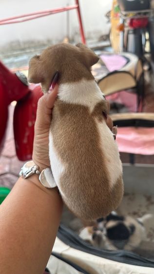 ชิวาวาจิ๋วตัวเล็กแท้ๆ🐶❤️ รูปที่ 6