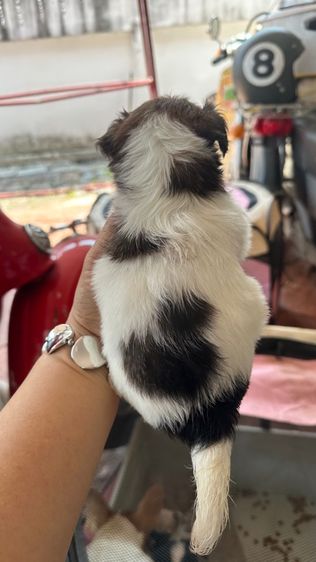 ชิวาวาจิ๋วตัวเล็กแท้ๆ🐶❤️ รูปที่ 4