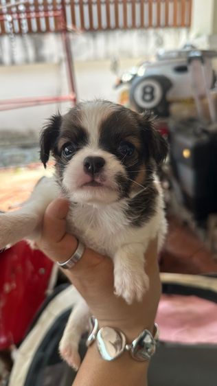 ชิวาวาจิ๋วตัวเล็กแท้ๆ🐶❤️ รูปที่ 3