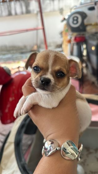 ชิวาวาจิ๋วตัวเล็กแท้ๆ🐶❤️ รูปที่ 5