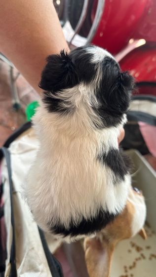 ชิวาวาจิ๋วตัวเล็กแท้ๆ🐶❤️ รูปที่ 2