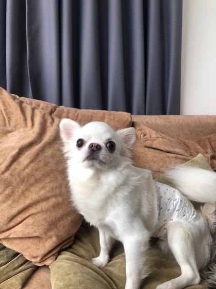 ชิวาวา สีขาว 5 ปี รูปที่ 6