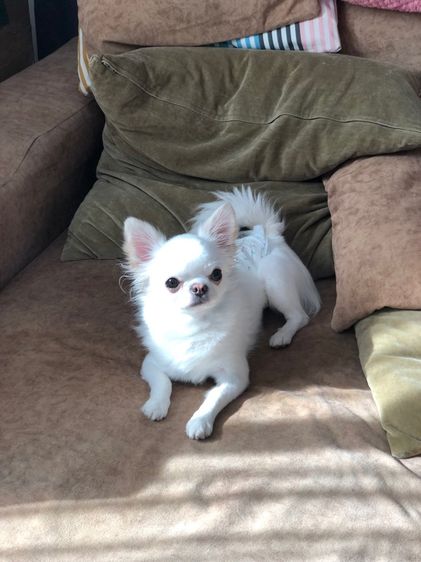 ชิวาวา สีขาว 5 ปี รูปที่ 4