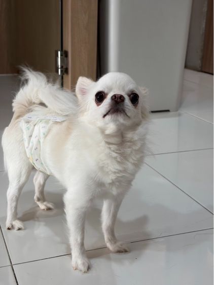 ชิวาวา (Chihuahua) เล็ก ชิวาวา สีขาว 5 ปี