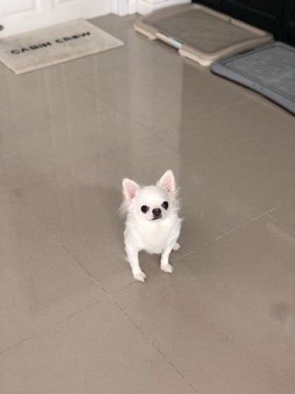 ชิวาวา สีขาว 5 ปี รูปที่ 5