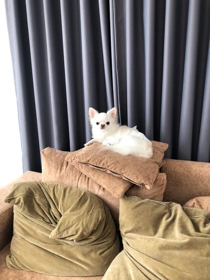 ชิวาวา สีขาว 5 ปี รูปที่ 2