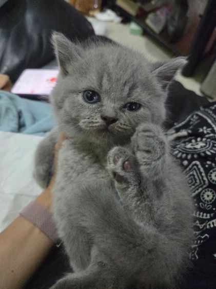 บริติช ชอทแฮร์
