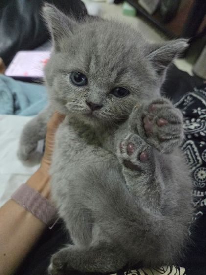 บริติช ชอทแฮร์ รูปที่ 2