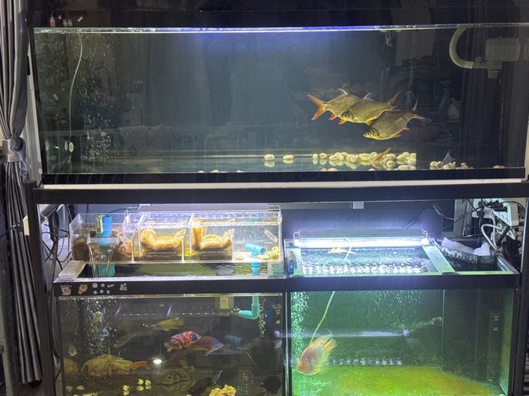 ขายตู้ปลา ขนาด 60 นิ้ว และ 30 นิ้ว 2 ตู้