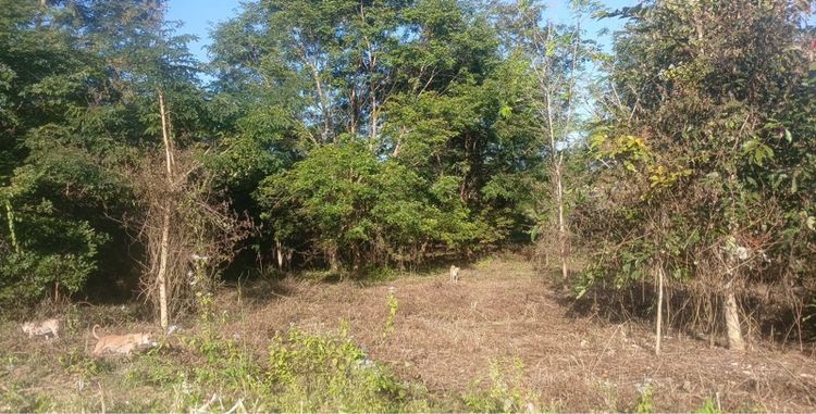 ที่ดิน 197 ตรว เมืองเลย