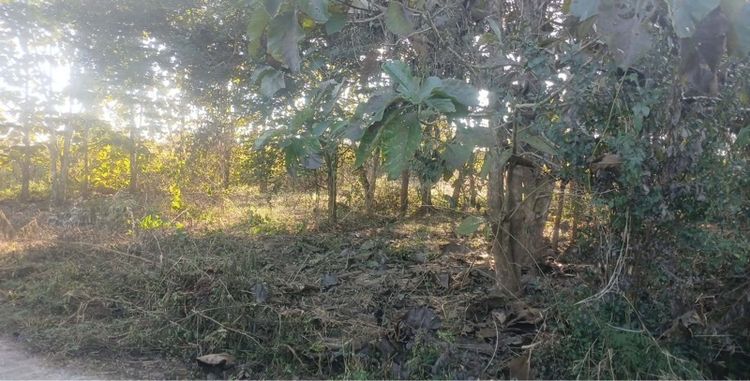 ใช่ ที่ดิน 197 ตรว เมืองเลย รูปที่ 3