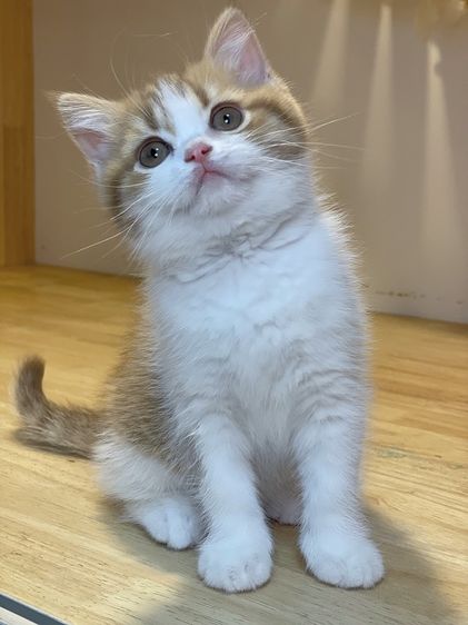 แมวมันช์ขาปกติ รูปที่ 3