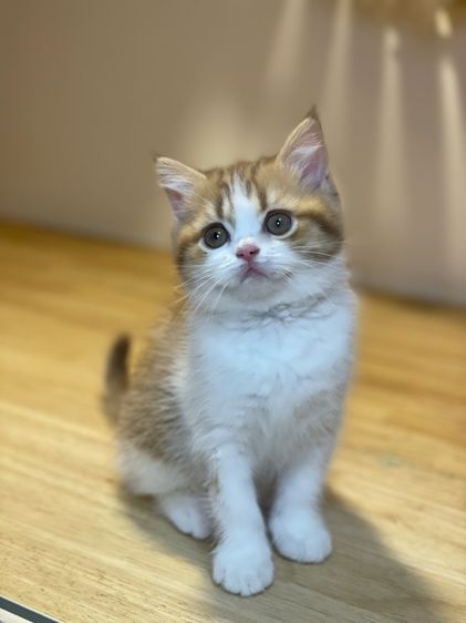 แมวมันช์ขาปกติ รูปที่ 2