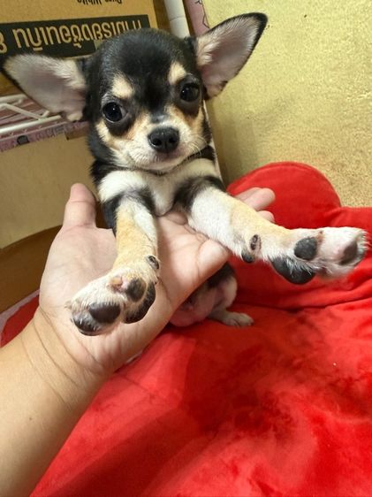 ชิวาวา รูปที่ 5