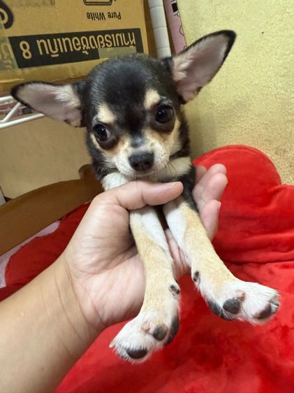 ชิวาวา รูปที่ 7