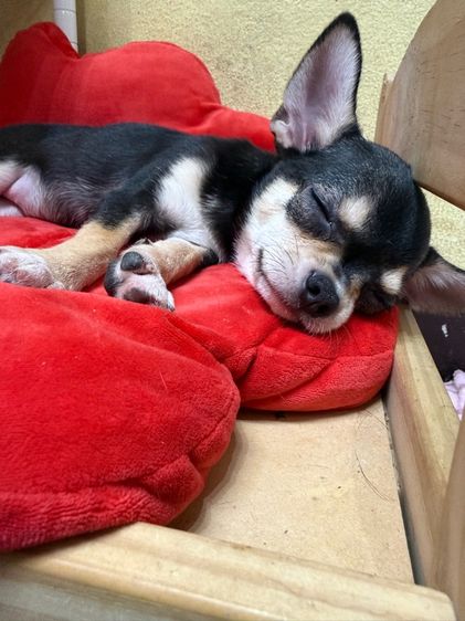 ชิวาวา รูปที่ 6