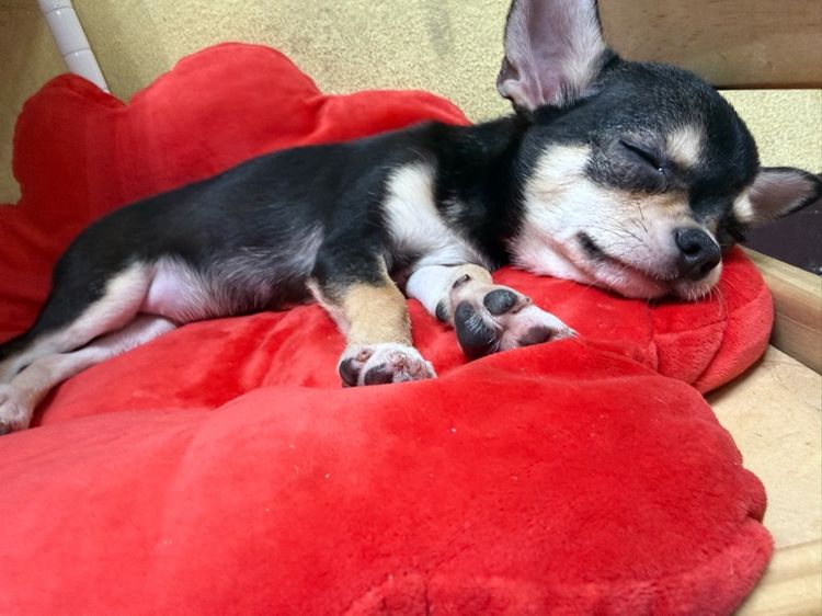 ชิวาวา รูปที่ 4