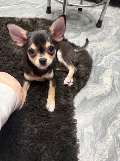 ชิวาวา รูปที่ 2