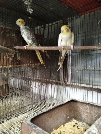 คอกคาเทล ค๊อกคาเทล