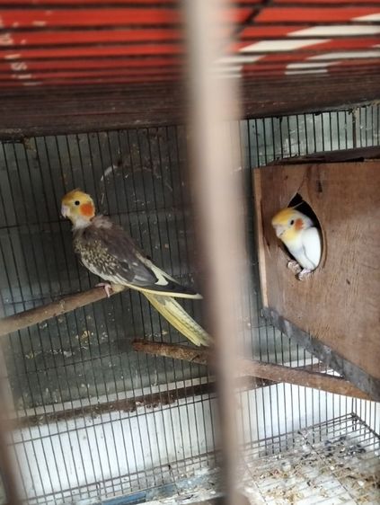 ค๊อกคาเทล รูปที่ 3