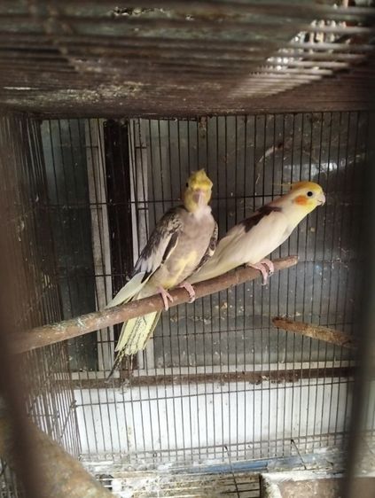 ค๊อกคาเทล รูปที่ 2