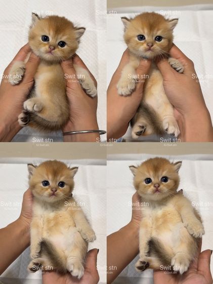 บริติช(เปิดจอง) รูปที่ 2