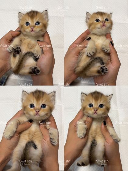 บริติช(เปิดจอง) รูปที่ 4