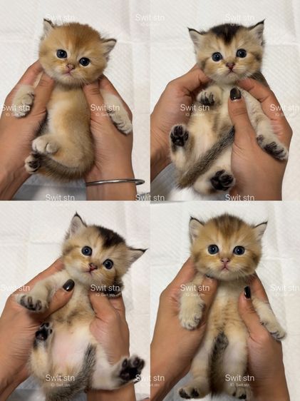 บริติช ชอร์ตแฮร์ (British Shorthair) บริติช(เปิดจอง)