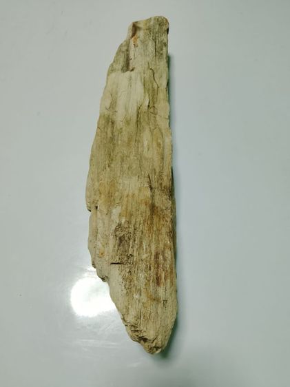 ไม้กลายเป็นหิน