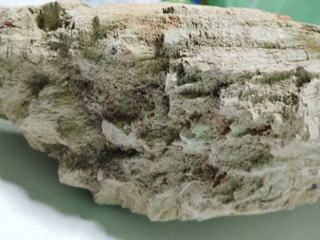 ไม้กลายเป็นหิน รูปที่ 12