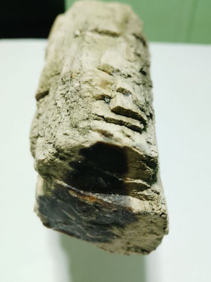 ไม้กลายเป็นหิน รูปที่ 8