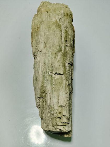 ไม้กลายเป็นหิน รูปที่ 6