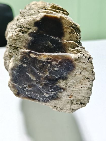 ไม้กลายเป็นหิน รูปที่ 7