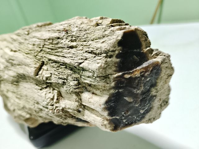 ไม้กลายเป็นหิน รูปที่ 10