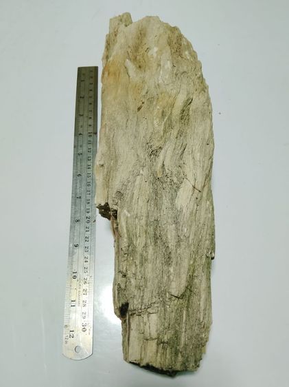 ไม้กลายเป็นหิน รูปที่ 11