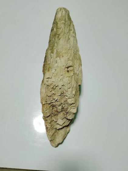 ไม้กลายเป็นหิน รูปที่ 3