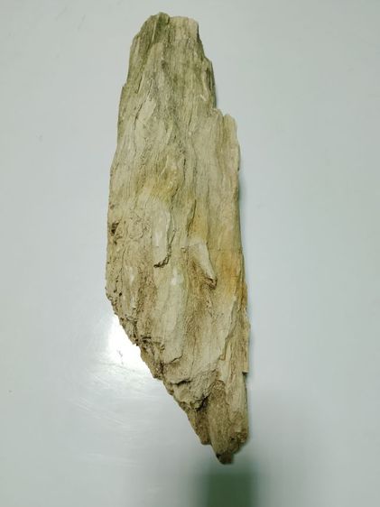 ไม้กลายเป็นหิน รูปที่ 2