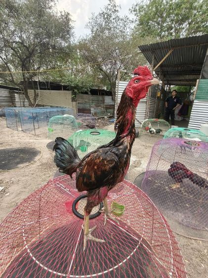 เปิดแบ่ง สายเลือดดี รูปที่ 4