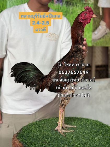 เปิดแบ่ง สายเลือดดี รูปที่ 2