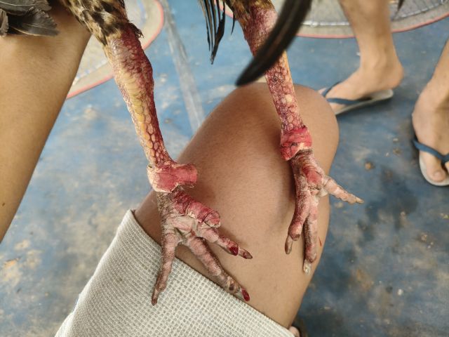 เปิดแบ่ง สายเลือดดี รูปที่ 5