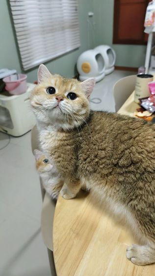 บริติช ชอร์ตแฮร์ (British Shorthair) หนุ่มน้อย บริติชช็อตแฮร์ ♂️