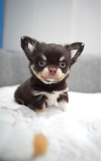 ว้าวชิวาวา Wowwchihuahua กทม. ใกล้เซียร์รังสิต รับประกันสุขภาพ มีบริการส่งค่ะ