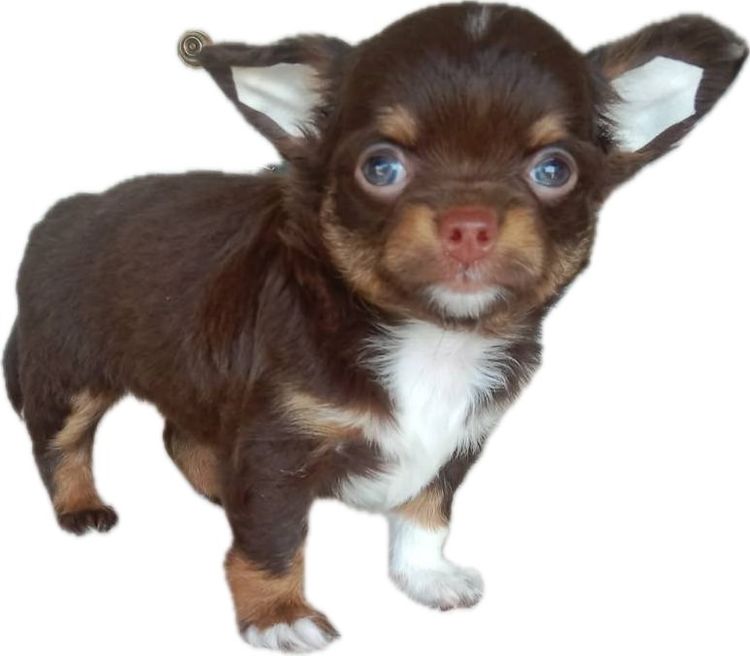 ว้าวชิวาวา Wowwchihuahua กทม. ใกล้เซียร์รังสิต รับประกันสุขภาพ มีบริการส่งค่ะ รูปที่ 7