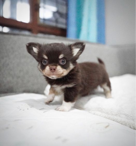 ว้าวชิวาวา Wowwchihuahua กทม. ใกล้เซียร์รังสิต รับประกันสุขภาพ มีบริการส่งค่ะ รูปที่ 9