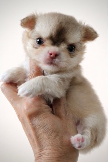 ว้าวชิวาวา Wowwchihuahua กทม. ใกล้เซียร์รังสิต รับประกันสุขภาพ มีบริการส่งค่ะ รูปที่ 11