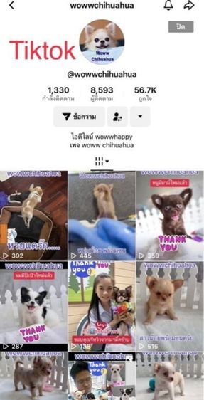 ว้าวชิวาวา Wowwchihuahua กทม. ใกล้เซียร์รังสิต รับประกันสุขภาพ มีบริการส่งค่ะ รูปที่ 15