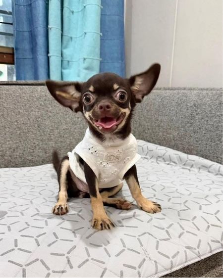 ว้าวชิวาวา Wowwchihuahua กทม. ใกล้เซียร์รังสิต รับประกันสุขภาพ มีบริการส่งค่ะ รูปที่ 4