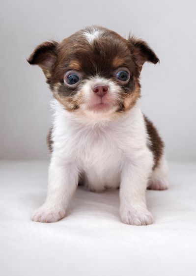 ว้าวชิวาวา Wowwchihuahua กทม. ใกล้เซียร์รังสิต รับประกันสุขภาพ มีบริการส่งค่ะ รูปที่ 10