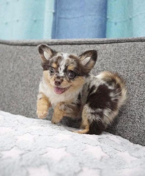 ว้าวชิวาวา Wowwchihuahua กทม. ใกล้เซียร์รังสิต รับประกันสุขภาพ มีบริการส่งค่ะ รูปที่ 3