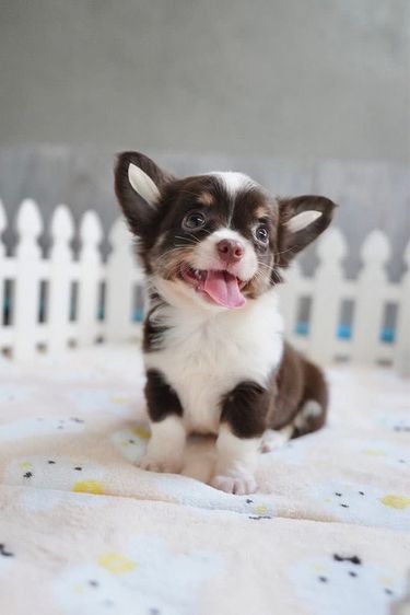 ว้าวชิวาวา Wowwchihuahua กทม. ใกล้เซียร์รังสิต รับประกันสุขภาพ มีบริการส่งค่ะ รูปที่ 2